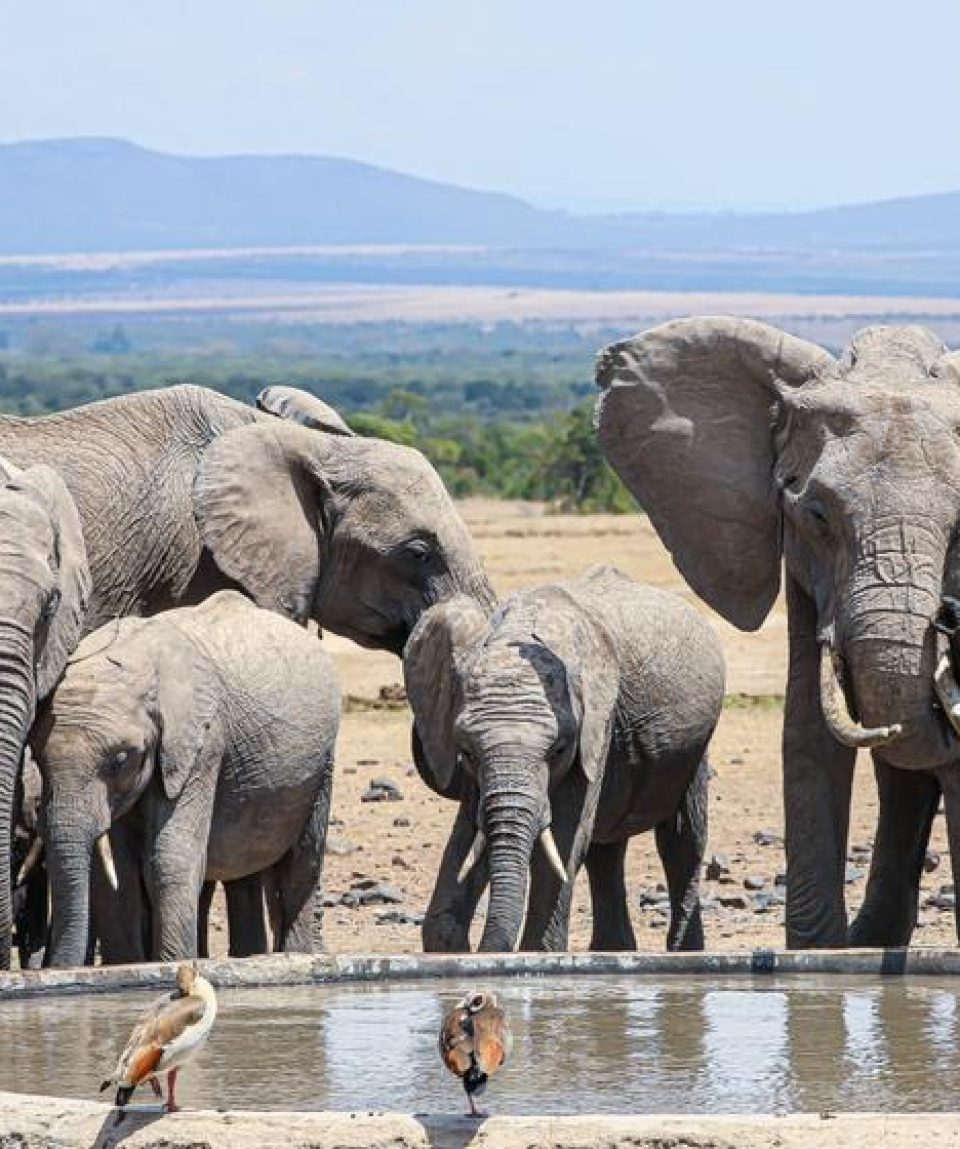 Ngorongoro