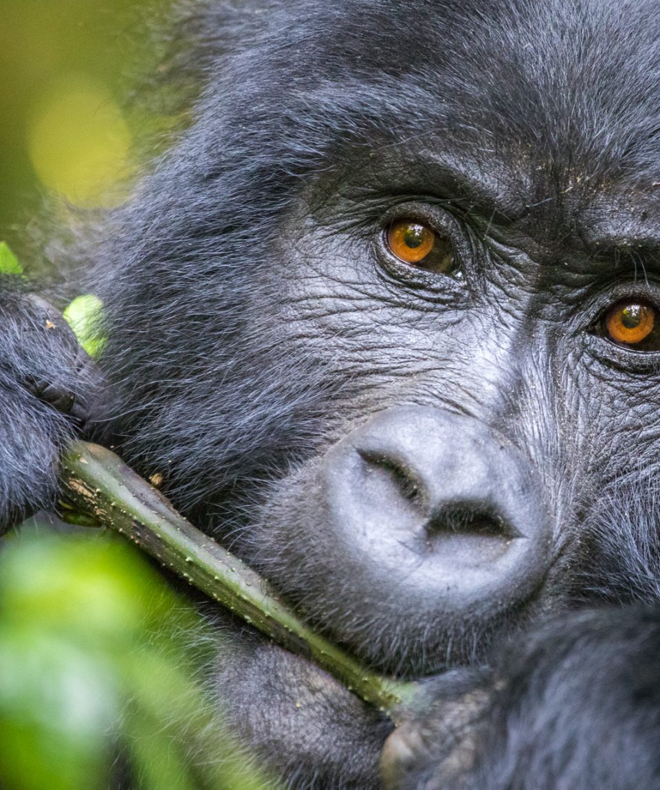 Mountain Gorilla