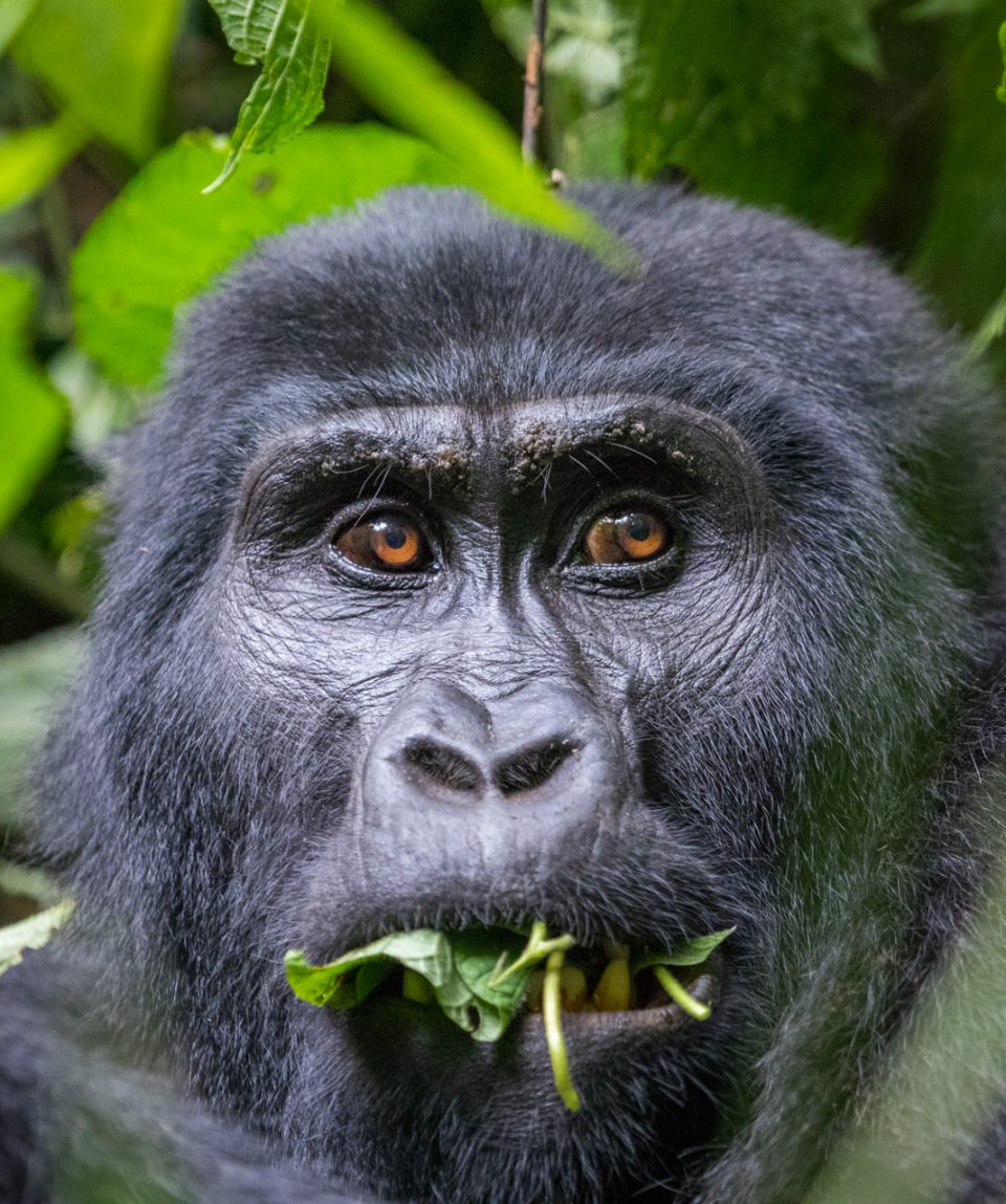 Gorilla-Bwindii Impenetrable National Park