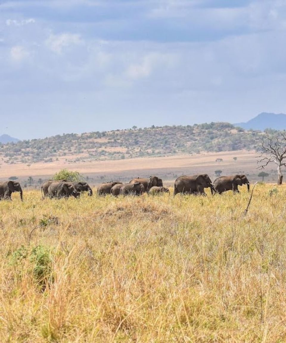 Kenya Masia Mara