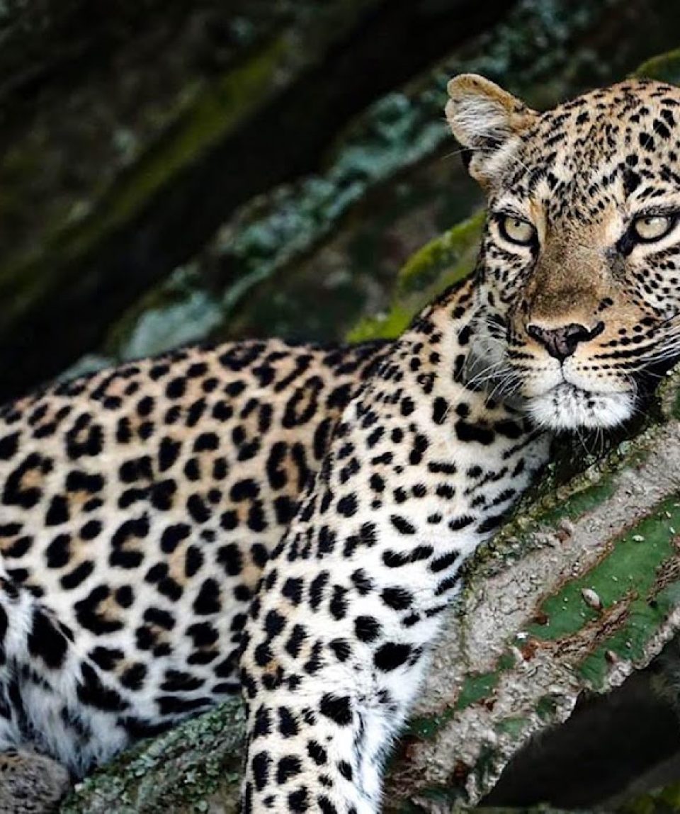 Leopard king