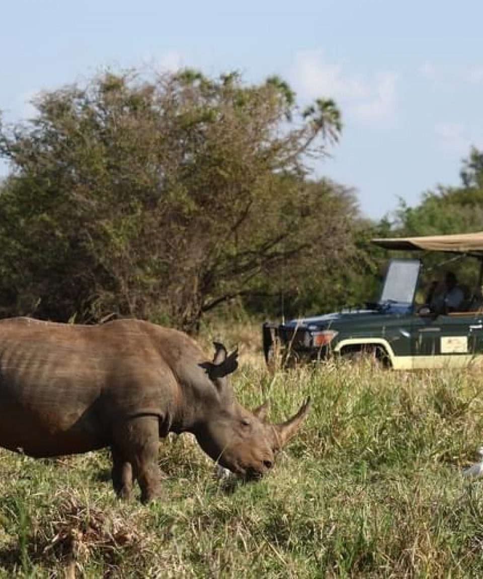 Mara game drive