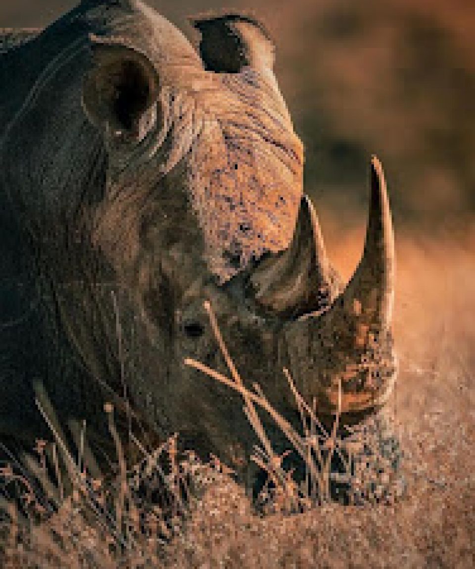 Rhino sighting
