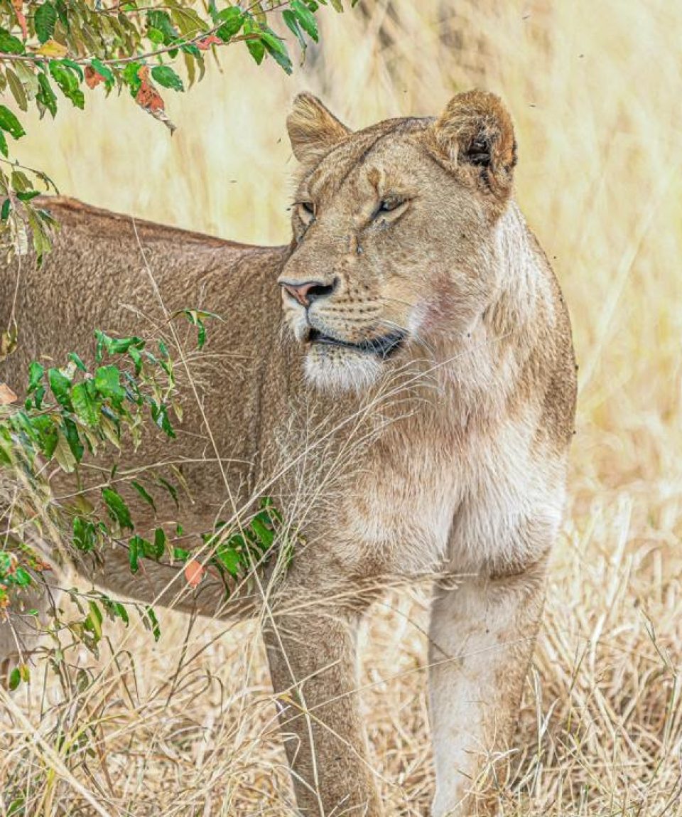 Murchison falls National Park