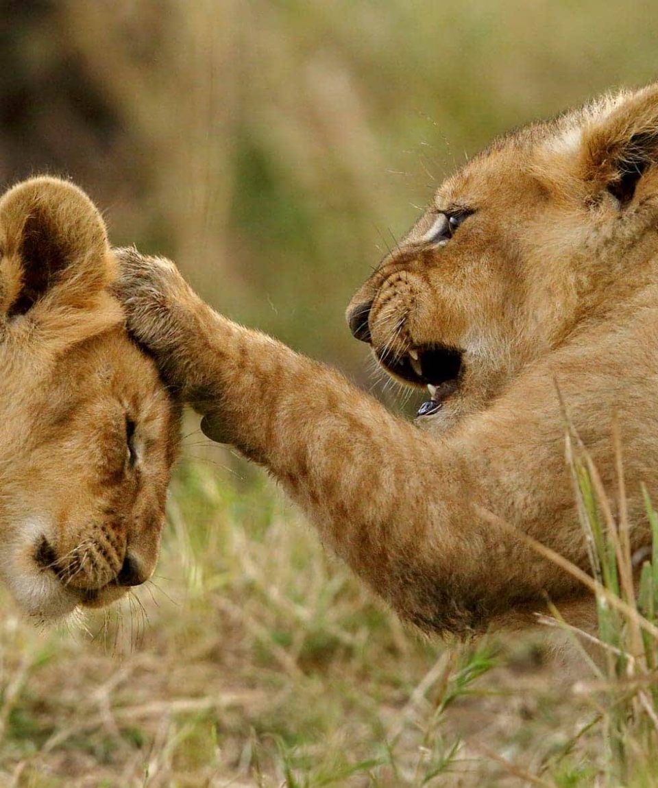 serengeti-safari-tanzania