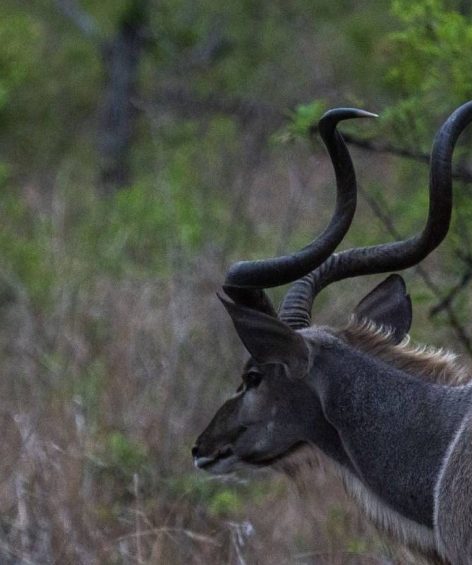 Kudu