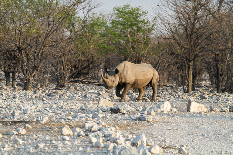 Sossuvlei, Swakopmund Etosha National Park