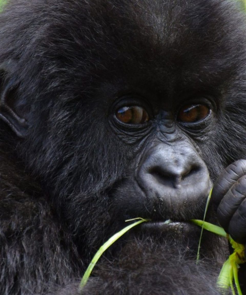 baby-Gorilla-1536x864