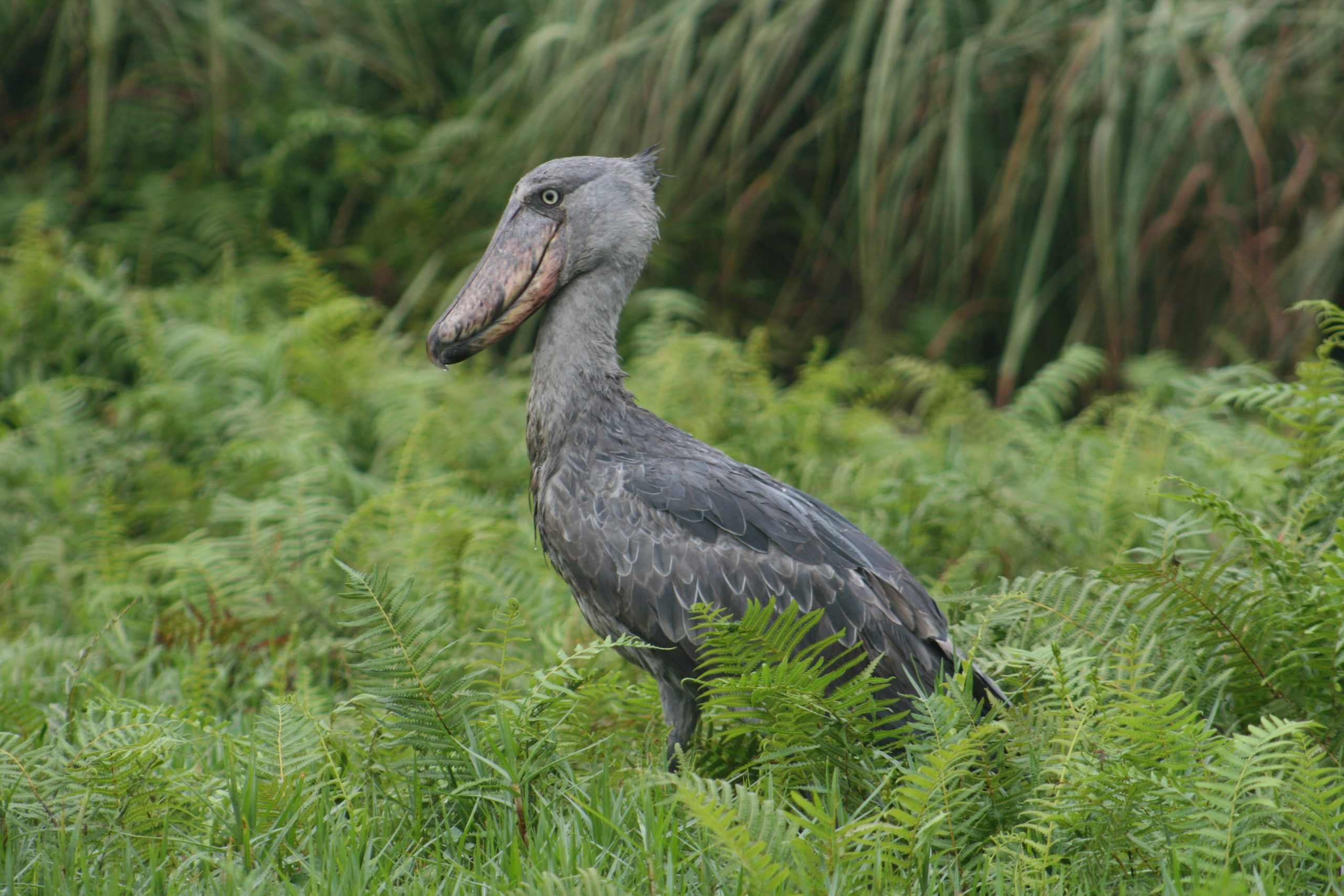 Shoe bill birding