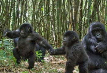 Gorilla-Mgahinga National Park