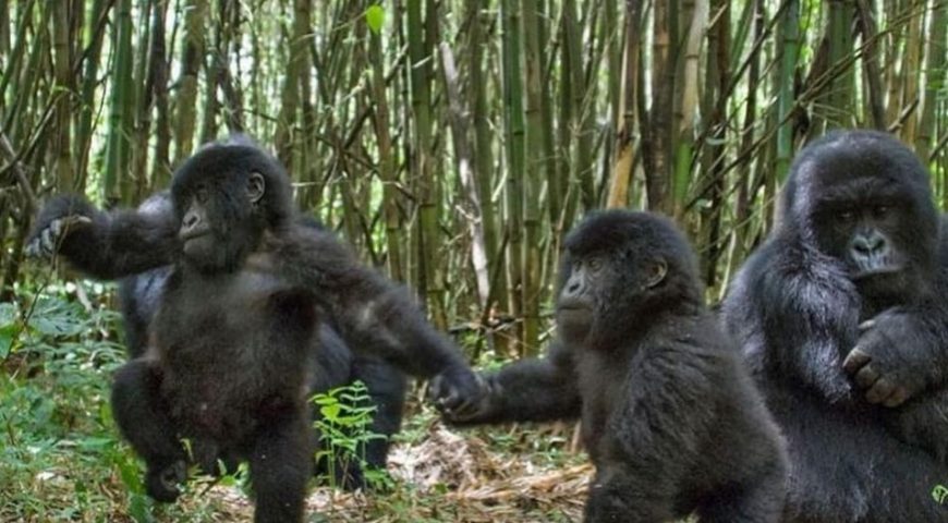 Gorilla-Mgahinga National Park