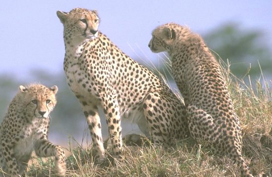 7 Days Tanzania Wildlife Safari to Lake Manyara,Serengeti plains, Ngorogoro Crater, Tarangire