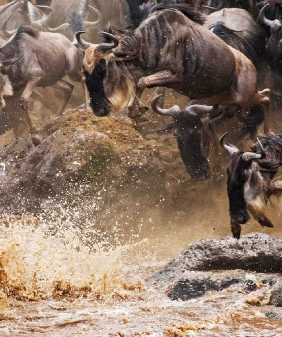 7 Days Kenya Adventure wildebeest migration Safari