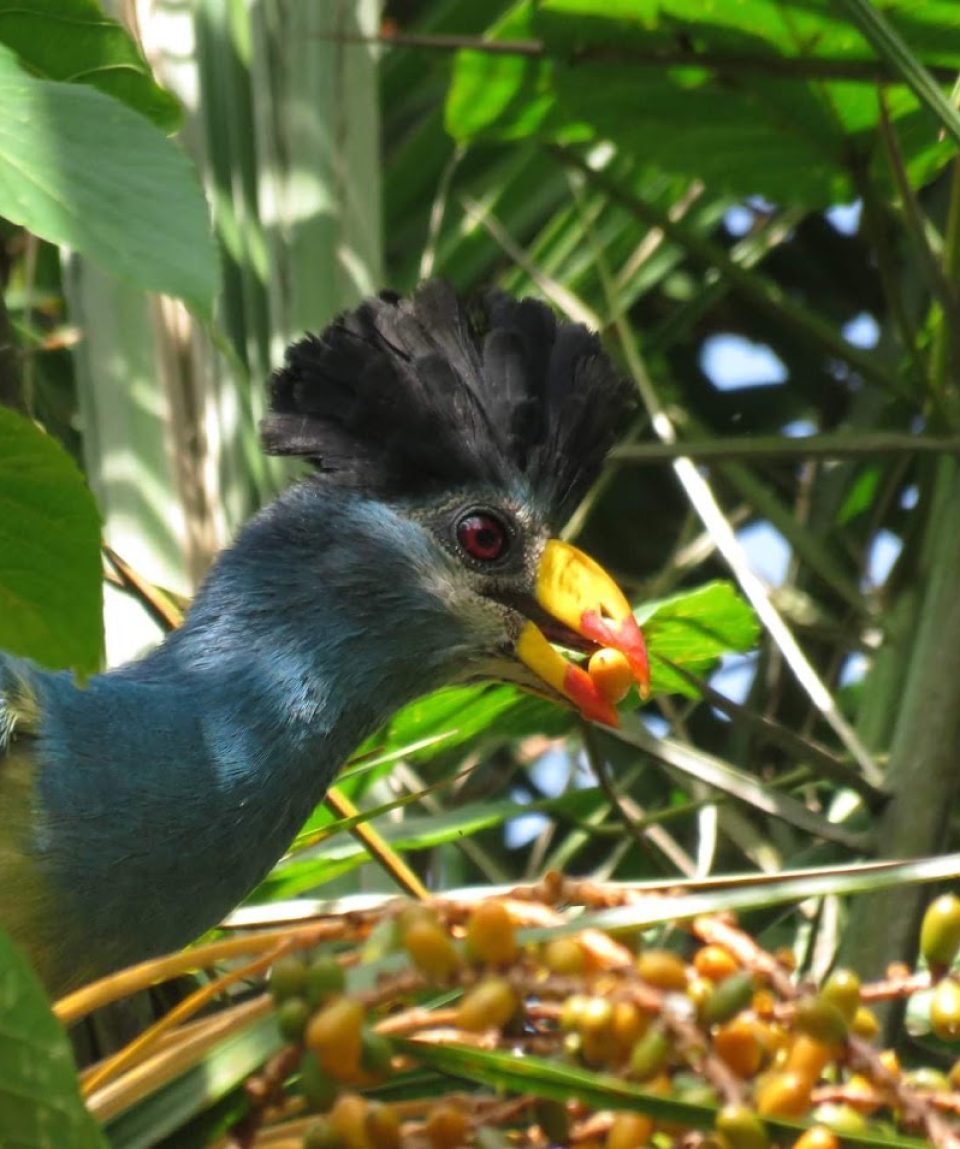 Great Blue Turacco