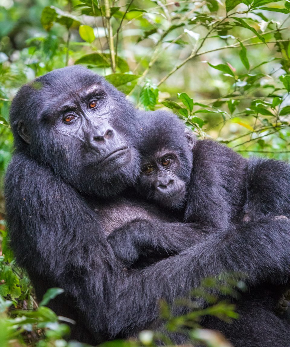Mountain Gorilla in Bwindi Impenetrable forest