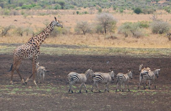 Mkomazi_National_Park_Tanzania
