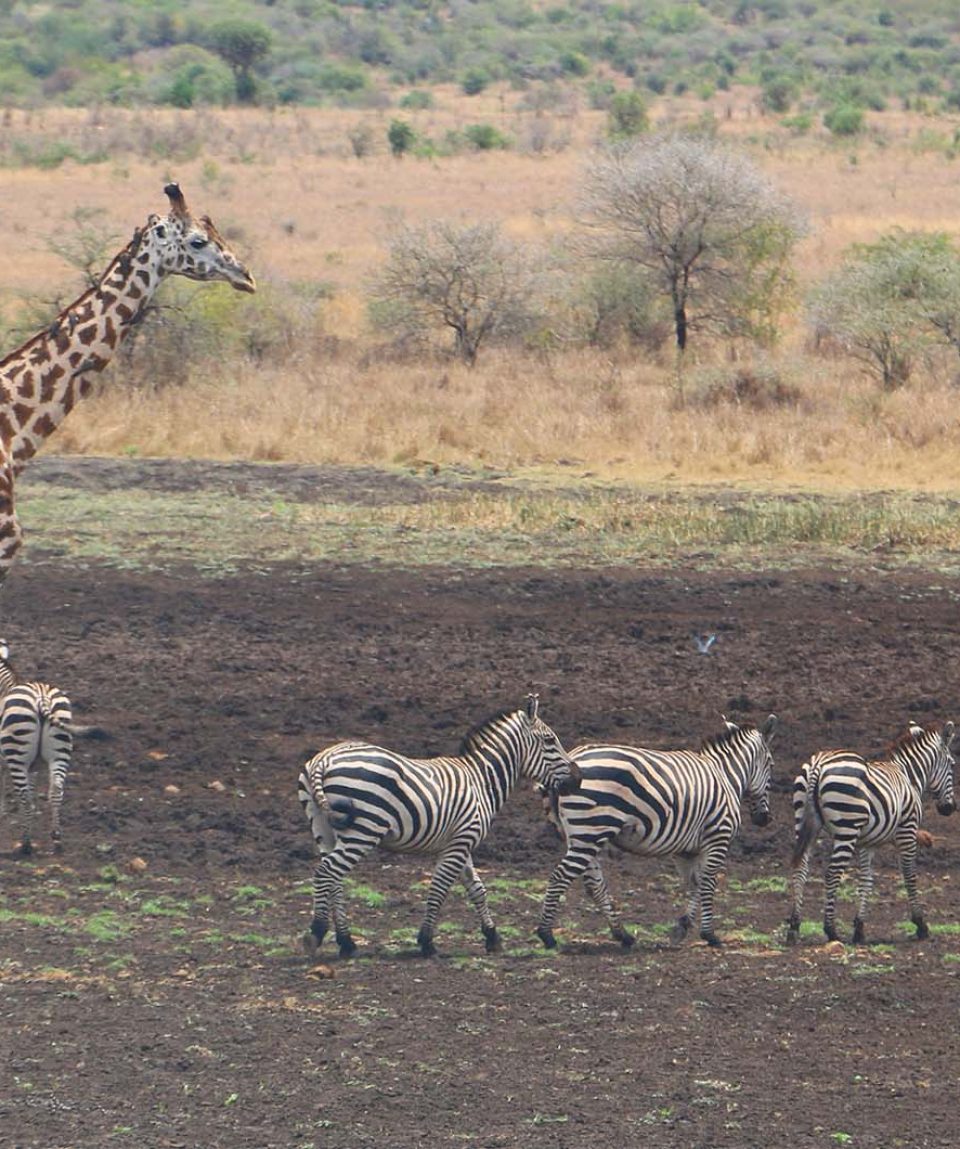 7-Days-Great-Lakes-Safari-Mkomazi_National_Park_Tanzania