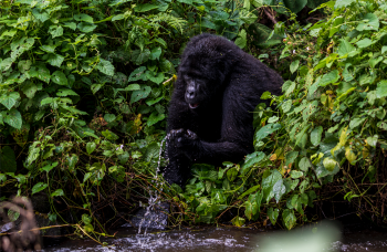 How to Access the Park and When to Visit Bwindi Impenetrable National Park