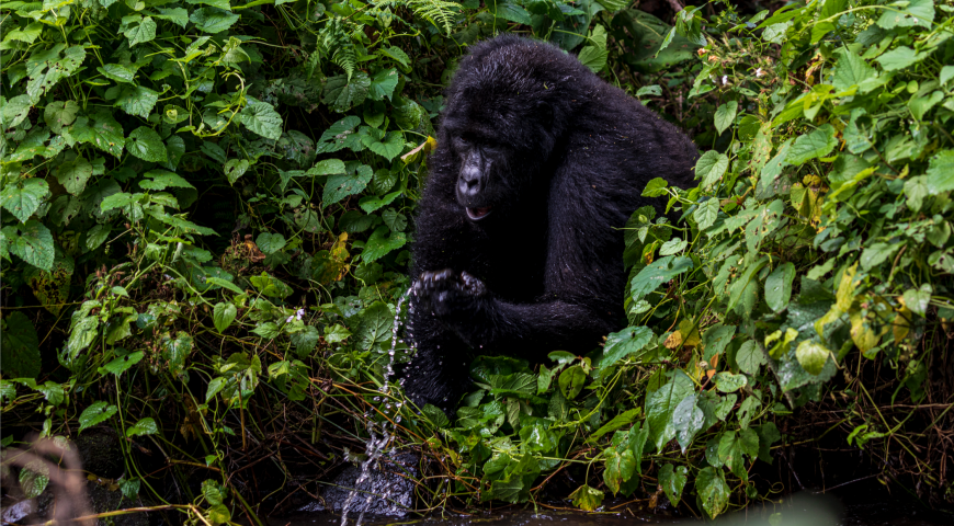 How to Access the Park and When to Visit Bwindi Impenetrable National Park