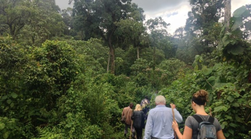 Nature Walks in Bwindi Impenetrable National Park