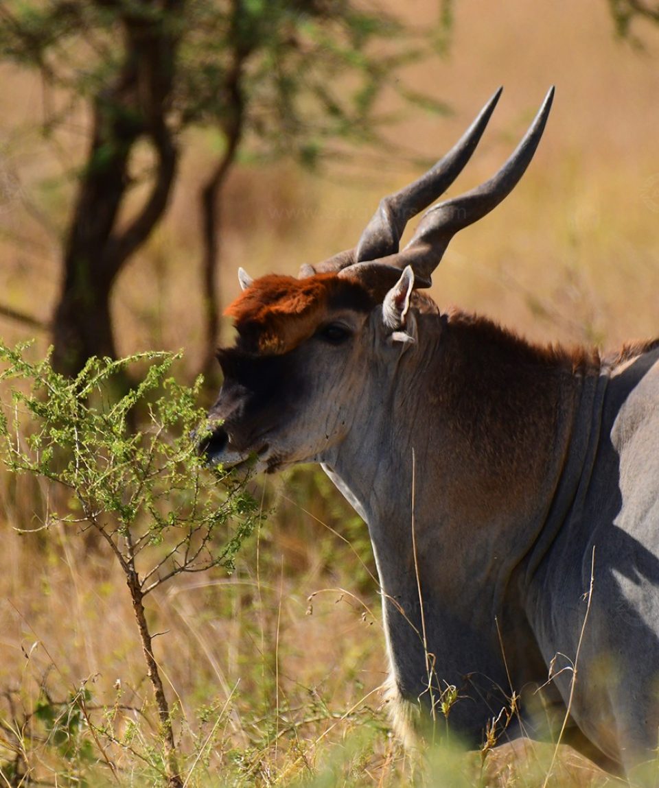 big-five-serengeti-luxury-safari
