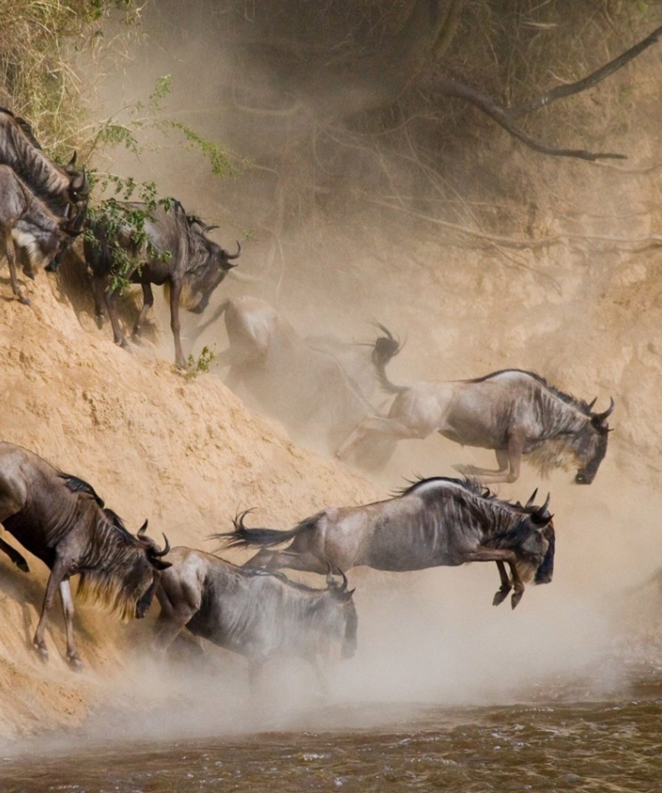 10 Days Tanzania Serengeti Wildebeest Migration Safari