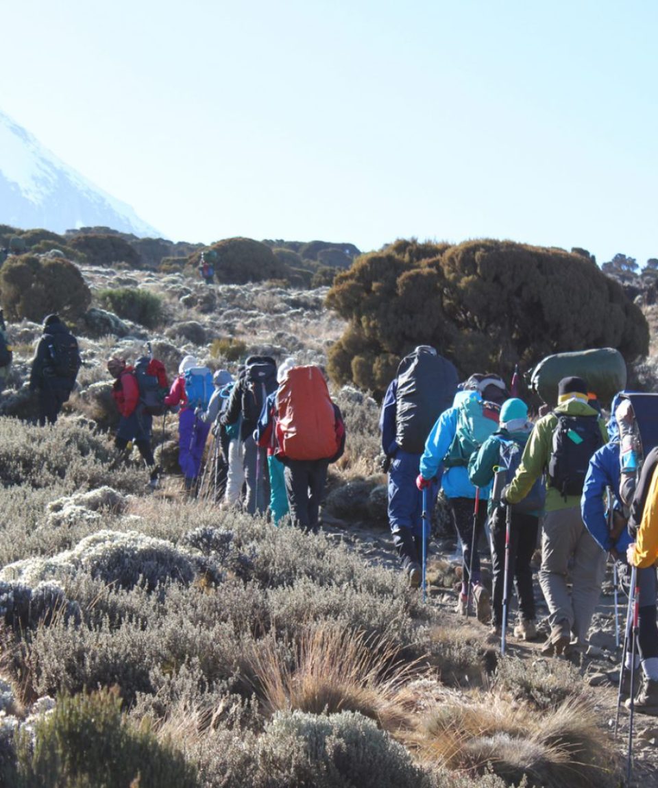 8 Days Lemosho Route Hiking Kilimanjaro