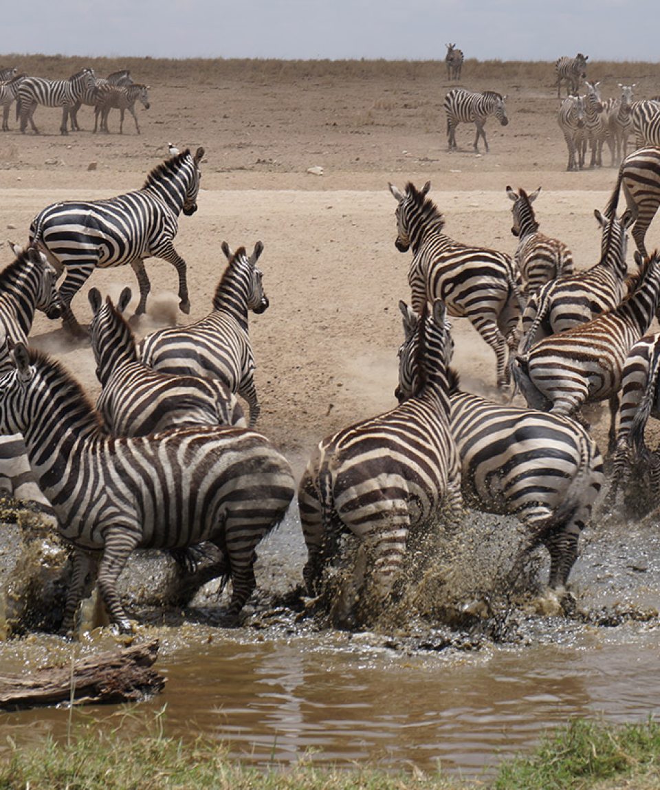 5 Days Tarangire, Serengeti, Ngorongoro Crater Lake Manyara National Park