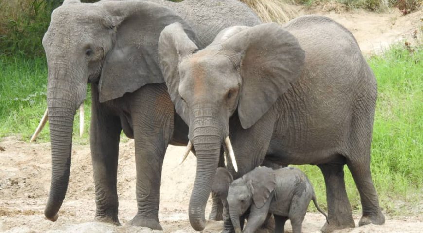 African Elephants