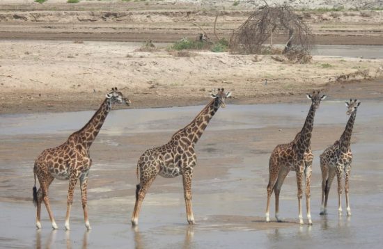 Tanzania safari experience