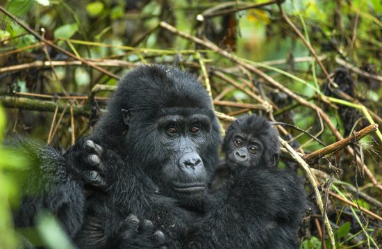 11 Days Uganda Gorilla Experience Safari