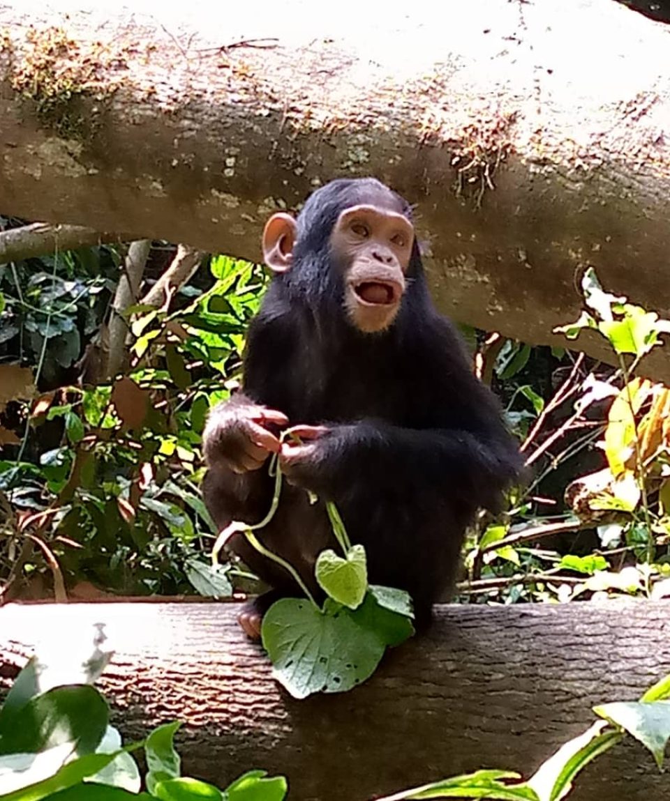 5 Days Uganda Wildlife and Chimpanzee Safari