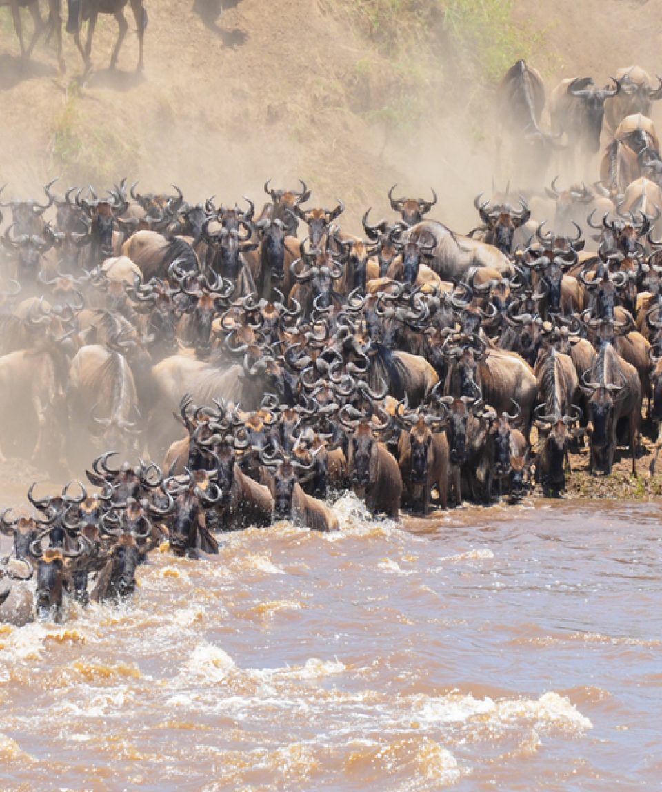 10 Days Tanzania Wildebeest Migration Crossing Mara River