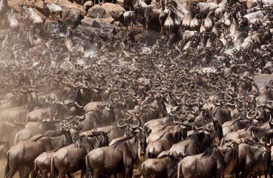 11 Days Serengeti Wildebeest Migration Tracking Safari