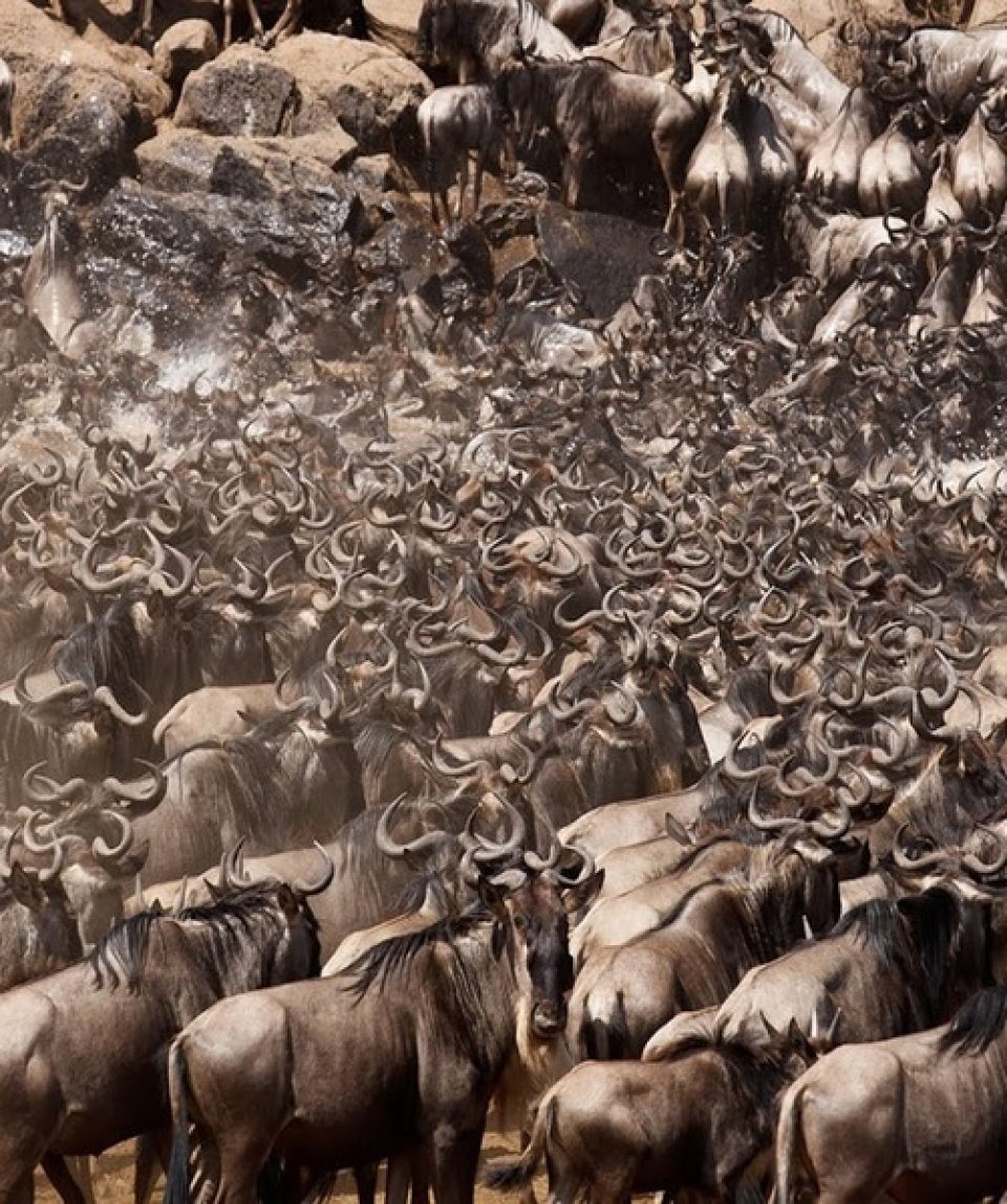 11-Day-Serengeti-Wildebeest-Migration-Tracking-Safari