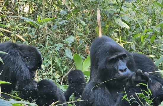 5 Days Uganda Gorilla trekking Safari